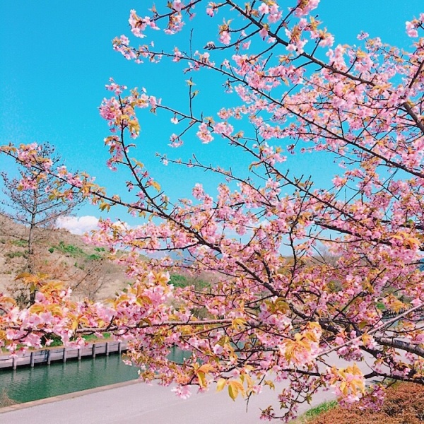 滋賀　桜